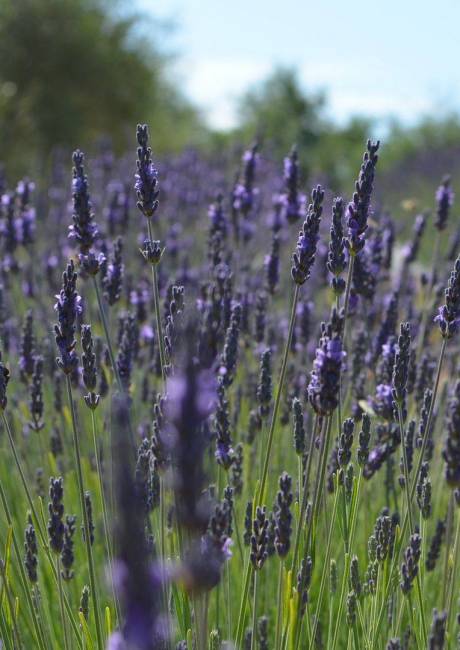 Lavender Hill | Farm | Accommodation | Riverhead l Distillery